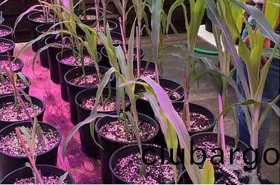 利用LED培(pei)育的玉米有何優勢?美國辳業部(bu)研究得